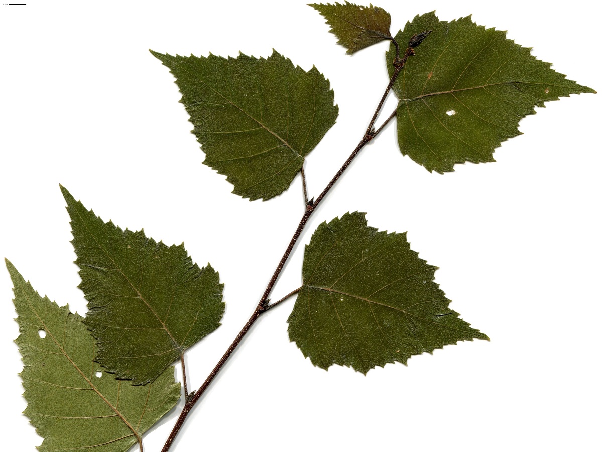 Betula pendula (Betulaceae)
